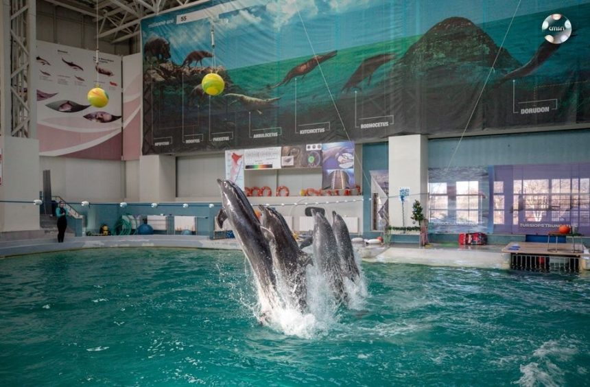 extinderea delfinariului va fi finalizata in aceasta toamna apoi pot fi mai multi delfini in bazin 67e08d512c4d5