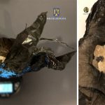 foto video perchezitii la navodari si corbu traficanti de cristal saltati de mascati 67dd3ee7b1faf