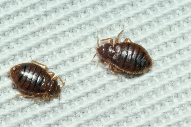 infestare cu plosnite la o sectie a institutului marius nasta din bucuresti spitalul anunta limitarea internarilor 67e2d7d4db49b