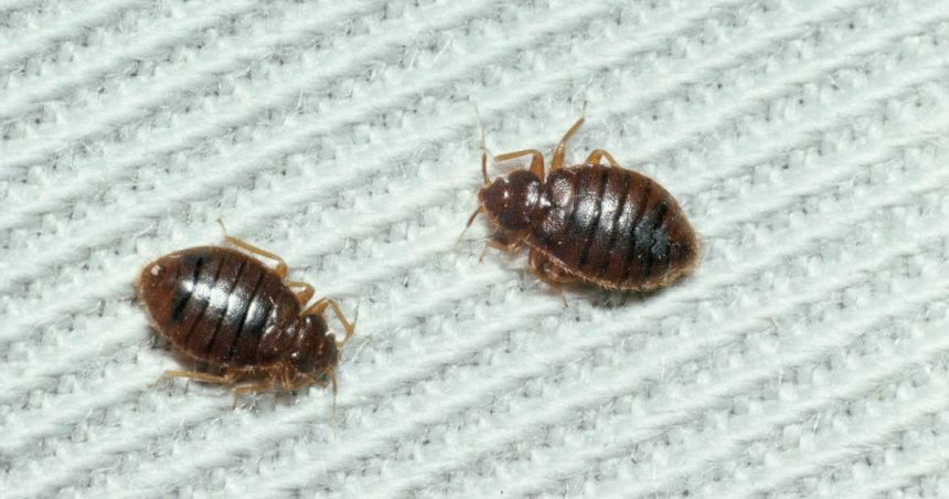 infestare cu plosnite la o sectie a institutului marius nasta din bucuresti spitalul anunta limitarea internarilor 67e2d7d4db49b