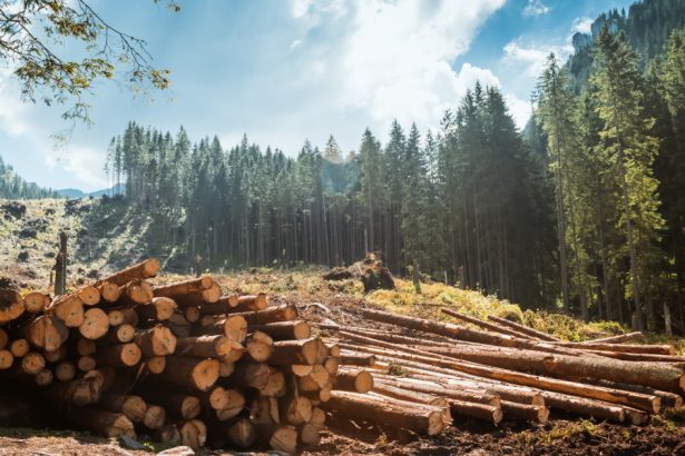 ministrul mediului despre lupta impotriva hotilor de lemne vom scana padurea si din aer si de la sol am achizitionat drone 67c8ae8f1df0b