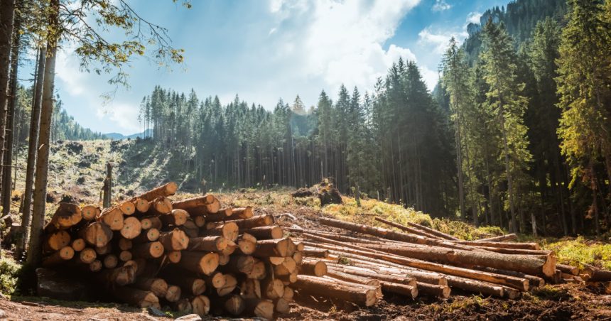 ministrul mediului despre lupta impotriva hotilor de lemne vom scana padurea si din aer si de la sol am achizitionat drone 67c8ae8f1df0b