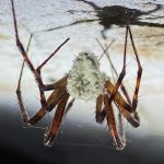 o ciuperca nou descoperita infecteaza paianjeni pe care ii transforma in zombi insectele isi schimba complet comportamentul 67c5519a0d88b