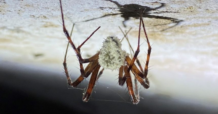 O ciupercă nou descoperită infectează păianjeni și îi transformă în „zombi”, schimbându-le complet comportamentul. 1 o ciuperca nou descoperita infecteaza paianjeni pe care ii transforma in zombi insectele isi schimba complet comportamentul 67c5519a0d88b