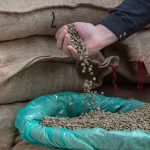 Creșterea prețului cafelei a determinat o creștere a furturilor de saci cu boabe verzi în SUA 2 pretul tot mai mare al cafelei a dus la o crestere a numarului de furturi de saci cu boabe verzi in sua 67cf5ef5426be