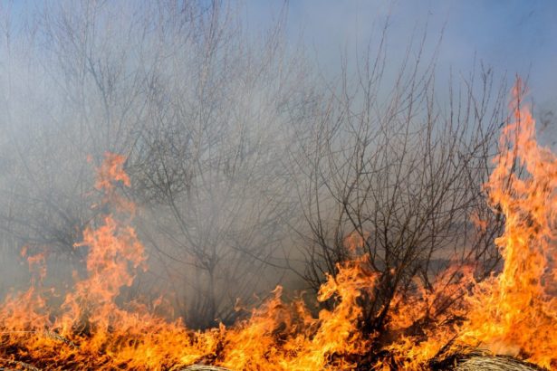 raed arafat apeleaza la ajutorul preotilor pentru a limita numarul incendiilor de vegetatie cum vor interveni acestia 67cda72fe39f7
