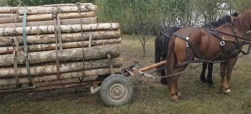 RAZII fulger la Murfatlar și Valu lui Traian: Doi bărbați au fost surprinși cu lemne furate 1 razii fulger la murfatlar si valu lui traian doi barbati au fost prinsi cu lemne furate 67dd29e66a5b7