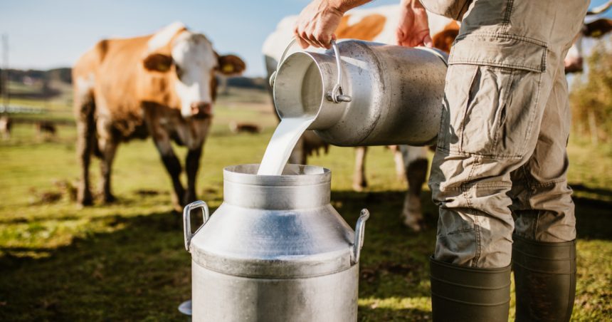 România importă 60% din produsele lactate consumate. Măsuri ale statului pentru sprijinul crescătorilor de animale din zonele montane. 1 romania importa 60 din produsele lactate pe care le consuma cum vrea statul sa ii ajute pe crescatorii de animale din zonele montane 67d6d3aec0081