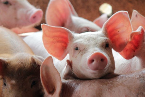 spaniolii au dat in judecata statul pentru poluarea generata de fermele de porci 67e4311270039