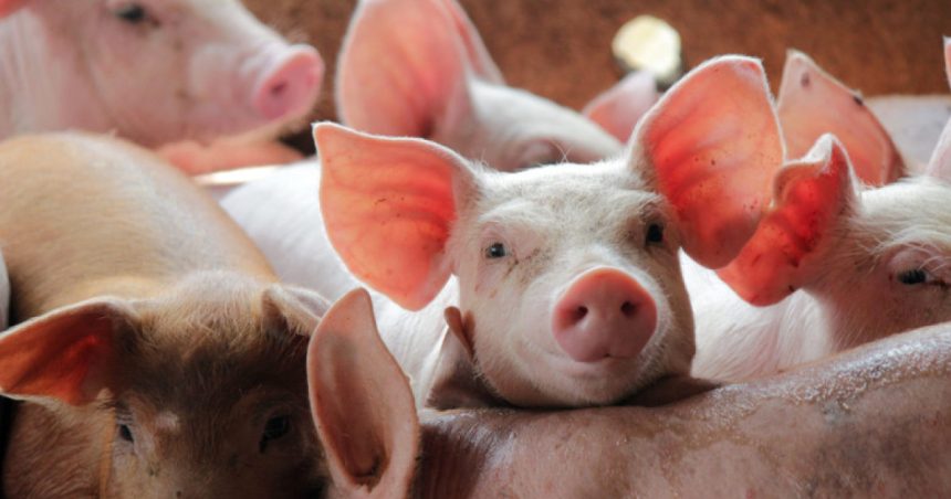 spaniolii au dat in judecata statul pentru poluarea generata de fermele de porci 67e4311270039