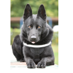 suier celebrul caine politist antrenat pentru detectarea drogurilor s a pensionat 67d729917375d