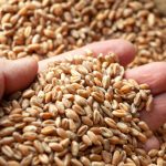 ue impune taxe vamale pentru toate produsele agricole importate din rusia si belarus vizate sunt si anumite ingrasaminte 67d47a68a7e76