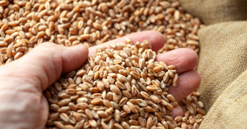 UE impune taxe vamale pentru toate produsele agricole din Rusia și Belarus, inclusiv anumite îngrășăminte. 1 ue impune taxe vamale pentru toate produsele agricole importate din rusia si belarus vizate sunt si anumite ingrasaminte 67d47a68a7e76