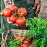 video de 10 ani cultiv tomate si este cel mai dificil an legumicultorii primesc o noua lovitura frigul le ar putea compromite culturile 67d972192f84f