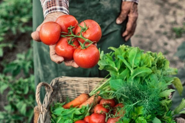 video de 10 ani cultiv tomate si este cel mai dificil an legumicultorii primesc o noua lovitura frigul le ar putea compromite culturile 67d972192f84f