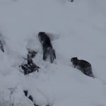 „Fantomele munților”: Imagini rare cu patru leoparzi de zăpadă împreună pe stâncile înzăpezite din Pakistan 3 video fantomele muntilor imagini rare cu patru leoparzi de zapada impreuna pe stancile inzapezite din pakistan 67d93e90a488e
