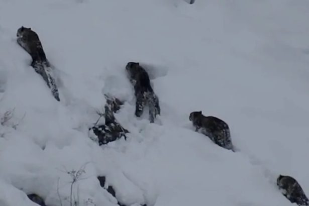 video fantomele muntilor imagini rare cu patru leoparzi de zapada impreuna pe stancile inzapezite din pakistan 67d93e90a488e