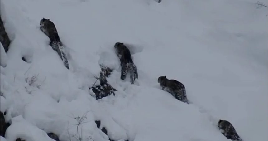 video fantomele muntilor imagini rare cu patru leoparzi de zapada impreuna pe stancile inzapezite din pakistan 67d93e90a488e