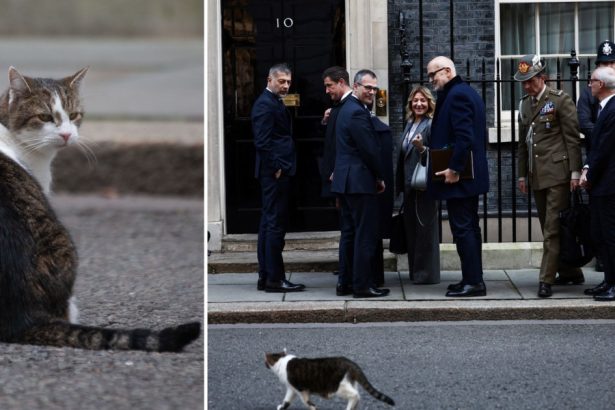video motanul din downing street nu s a bucurat de oaspeti larry nu a fost primit cu delegatii europeni in resedinta lui keir starmer 67c4d381bde9f