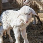 video nu mai putem sa vindem disperare printre ciobani cu o luna inainte de paste dupa ce exportul din romania a fost interzis in ue 67dfda9305e5d