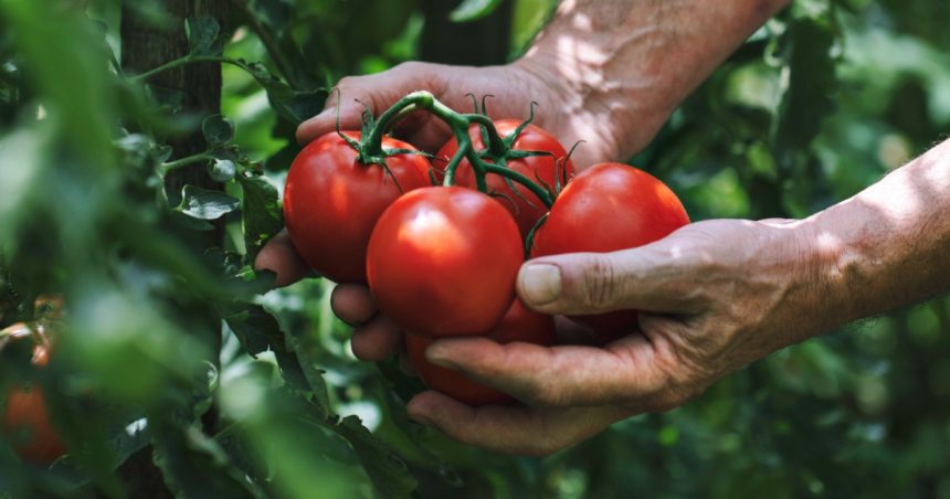 Prețuri exorbitante pentru primele roșii românești apărute în piețele din Capitală: 50-65 lei/kilogram. „E chiar foarte scump” 1 video preturi exorbitante pentru primele rosii romanesti aparute in pietele din capitala 50 65 lei kilogram e chiar foarte scump 67d3e73e56636