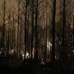 video sua se confrunta cu noi incendii puternice si greu de controlat in carolina de sud a fost declarata stare de urgenta 67c6d48ca5d16