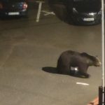 video teroare intr o statiune de pe valea prahovei din cauza ursilor de frica oamenii se inchid in case siguranta devine o loterie 67e99270ebfc7