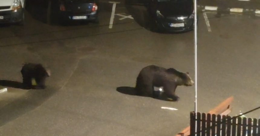 Teroare într-o stațiune de pe Valea Prahovei din cauza urșilor. De frică, oamenii se închid în case: „Siguranța devine o loterie” 1 video teroare intr o statiune de pe valea prahovei din cauza ursilor de frica oamenii se inchid in case siguranta devine o loterie 67e99270ebfc7