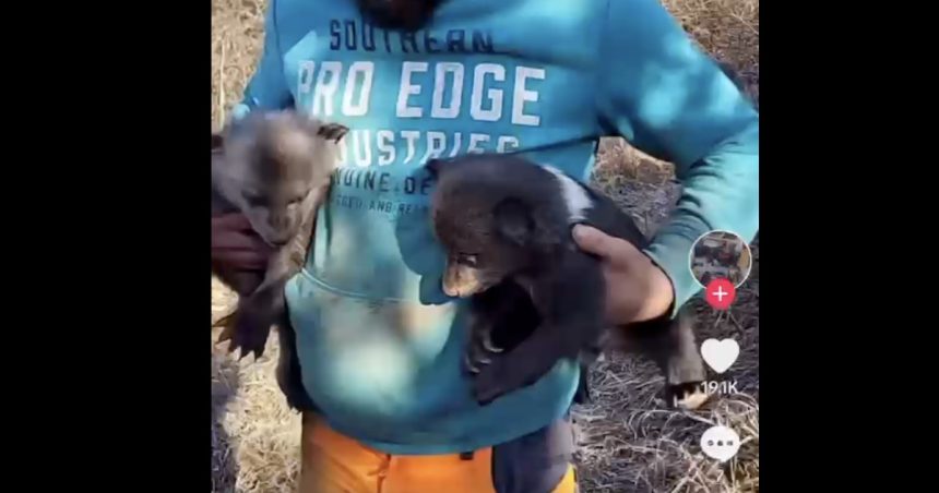 „Uite aicea, oameni buni, pui de urs”. Un bărbat care a filmat doi pui de urs găsiți este cercetat pentru braconaj. 1 video uite aicea oameni buni pui de urs un barbat care s a filmat cu doi pui de urs gasiti este cercetat pentru braconaj 67cad71e9755a