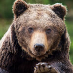 Alertă în Prahova: doi urși observați pe străzile din Sinaia și comuna Cornu 3 alerta in prahova doi ursi au fost vazuti pe strazile din sinaia si din comuna cornu 68219c3ca10fb
