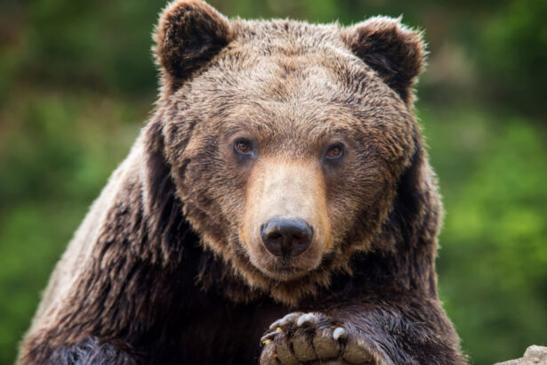 alerta in prahova doi ursi au fost vazuti pe strazile din sinaia si din comuna cornu 68219c3ca10fb