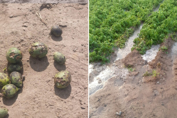 aruncata ce sa facem cu ea grindina a produs ravagii in sudul tarii pepenii de dabuleni mai putini si mai scumpi anul acesta 6824231d8c06b