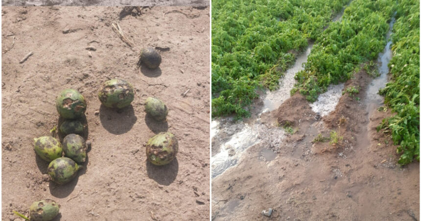 „Aruncată! Ce să facem cu ea?! Grindina a produs ravagii în sudul țării. Pepenii de Dăbuleni, mai puțini și mai scumpi anul acesta.” 1 aruncata ce sa facem cu ea grindina a produs ravagii in sudul tarii pepenii de dabuleni mai putini si mai scumpi anul acesta 6824231d8c06b
