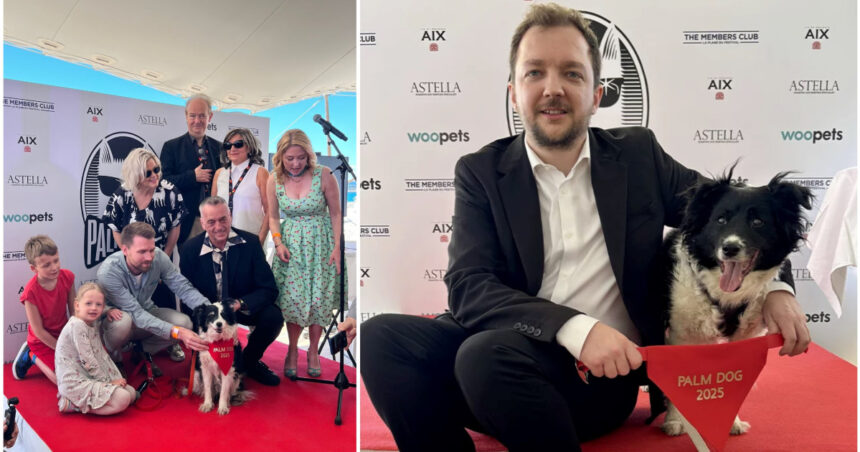 cannes 2025 un ciobanesc islandez a primit trofeul palme dog pentru cea mai buna interpretare canina 683372a70a7f6