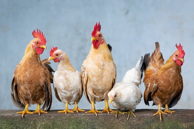 Cel mai mare exportator mondial de carne de pasăre a fost oprit de la exporturile către Uniunea Europeană din cauza gripei aviare. 1 cel mai mare exportator mondial de carne de pasare nu mai poate exporta catre uniunea europeana din cauza gripei aviare 682b2cc60c056