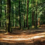 cel mai mare volum de masa lemnoasa s a recoltat anul trecut in regiunea nord est aproape o treime din total 68395c68e9a66
