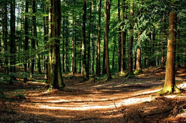 Anul trecut, regiunea Nord-Est a recoltat cel mai mare volum de masă lemnoasă, reprezentând aproape o treime din total. 1 cel mai mare volum de masa lemnoasa s a recoltat anul trecut in regiunea nord est aproape o treime din total 68395c68e9a66