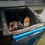 Echipa Polaris M Holding, salvare înduioșătoare: Un pisoi portocaliu, abandonat într-o pungă, eliberat de angajații companiei 2 foto echipa polaris m holding salvare induiosatoare un pisoi portocaliu abandonat intr o punga eliberat de angajatii companiei 683af7bdd4ca5