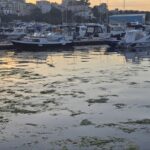 foto invazie de alge in portul turistic tomis 683b4193684a3