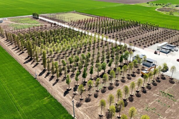 foto iulius pune bazele viitorului proiect de regenerare urbana din constanta s a amenajat prima pepiniera dendrologica privata din dobrogea care gazduieste 1 100 arbori pentru noua dezvoltare 682ecd9b78b20