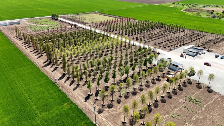 foto iulius pune bazele viitorului proiect de regenerare urbana din constanta s a amenajat prima pepiniera dendrologica privata din dobrogea care gazduieste 1 100 arbori pentru noua dezvoltare 682ecd9b78b20