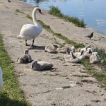 foto video o famile de lebede cu pui a facut deliciul constantenilor pasarile gratioase se odihneanu pe malul lacului tabacarie 683b2ffc15ad8