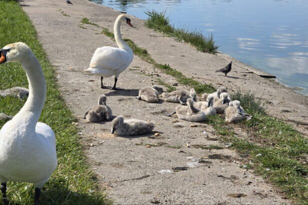 foto video o familie de lebede a atras privirile constantenilor pe malul lacului tabacarie 683b3a88bc886