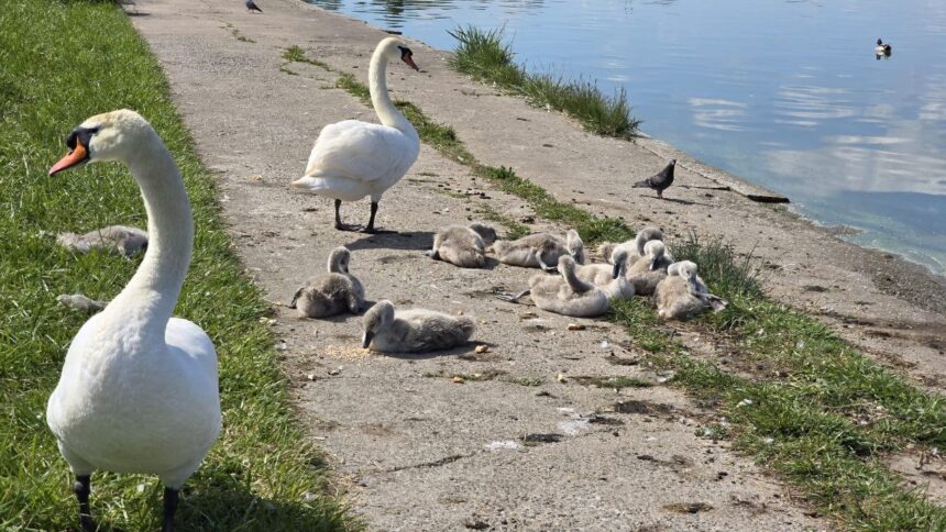 foto video o familie de lebede a atras privirile constantenilor pe malul lacului tabacarie 683b3a88bc886