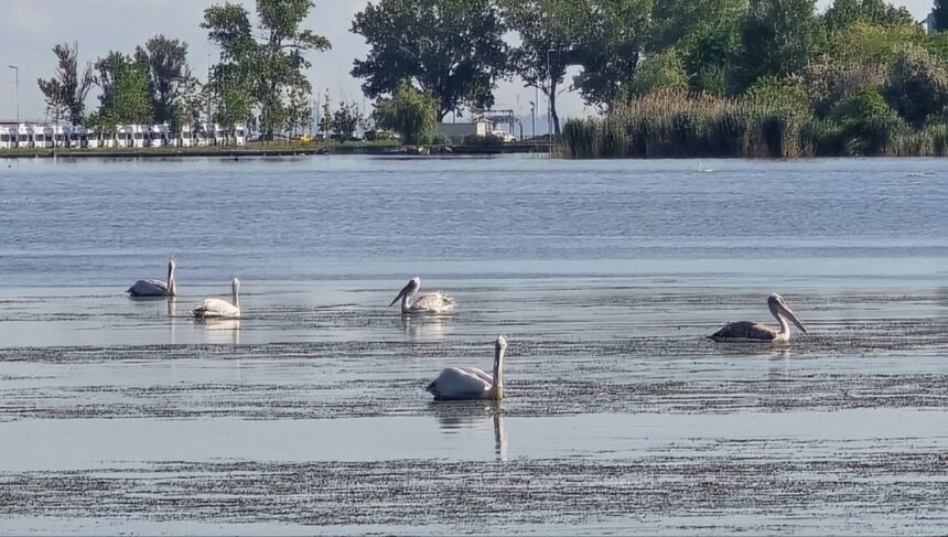 foto video spectacol pe lacul tabacarie lebede si pelicani au incantat privirile constantenilor 6837fcce06995