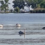 foto video spectacol pe lacul tabacarie lebedele si pelicanii au incantat privirile constantenilor 683803df5f063