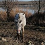 galerie foto caii abandonati pe camp la techirghiol in 2021 au fost returnati proprietarilor lor insa acestia vor despagubiri de peste 300 000 de euro 68252515b6acf
