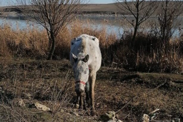 galerie foto caii abandonati pe camp la techirghiol in 2021 au fost returnati proprietarilor lor insa acestia vor despagubiri de peste 300 000 de euro 68252515b6acf