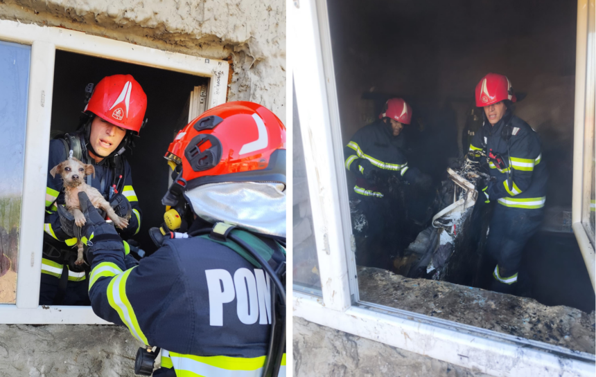 incendiu cu risc de explozie in judetul tulcea un catel speriat a fost salvat de pompieri 682610e66ac88