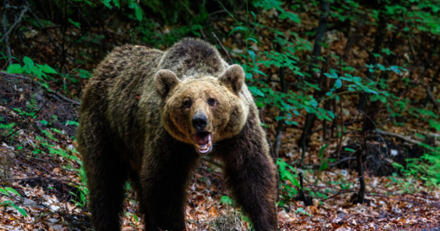o femeie a fost muscata de urs pe transfagarasan a fost emis mesaj ro alert 6836fed57f677